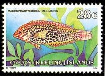 Leopard Wrasse (Macropharyngodon meleagris)