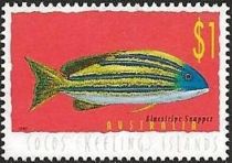 Bluestripe Snapper (Lutjanus kasmira)