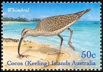 Whimbrel (Numenius phaeopus)