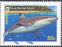 Blacktip Reef Shark (Carcharhinus melanopterus)