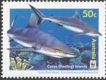 Two Grey Reef Sharks (Carcharhinus amblyrhynchos)