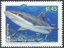 Grey Reef Shark (Carcharhinus amblyrhynchos)