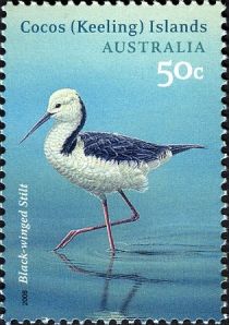 Black-winged Stilt (Himantopus leucocephalus)