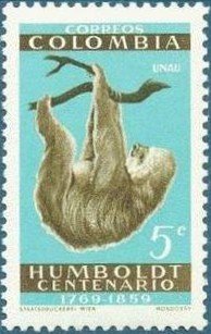 Linnaeus's two-toed Sloth (Choloepus didactylus)