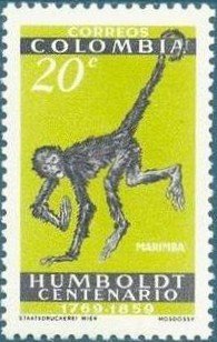 Variegated Spider Monkey (Ateles hybridus)