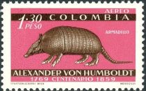 Nine-banded Armadillo (Dasypus novemcinctus)