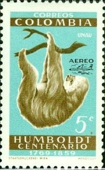 Linnaeus's two-toed Sloth (Choloepus didactylus) overprinted