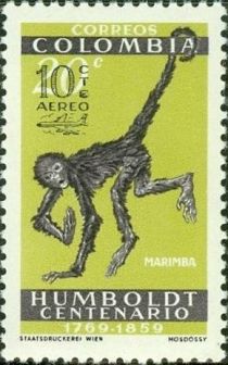 Variegated Spider Monkey (Ateles hybridus) overprinted