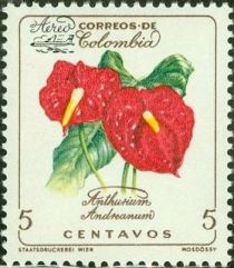 Anthurium andreanum // Aereo overprints