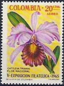 Cattleya trianae