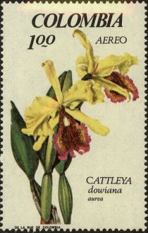 Cattleya dowiana aurea