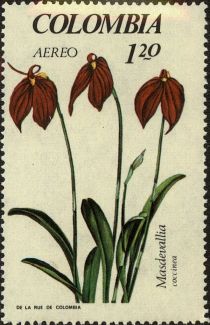 Masdevallia coccinea