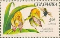 Catasetum macrocarpum