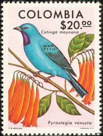 Plum-throated Cotinga (Cotinga maynana), Flame Vine (Pyrost