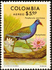 Purple Gallinule (Porphyrula martinica), Water Lily (Nymphae