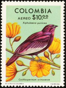 Pompadour Cotinga (Xipholena punicea), Tefé Rose (Cochlosper