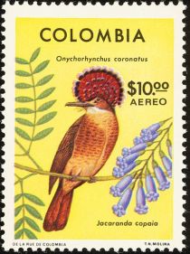 Royal Flycatcher (Onychorhynchus coronatus, Jacaranda copaia