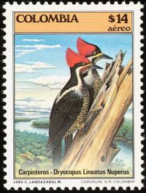 Lineated Woodpecker (Dryocopus lineatus nuperus)