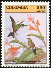 Coppery-bellied Puffleg (Eriocnemis cupreoventris)