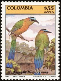 Blue-crowned Motmot (Momotus momota)