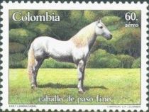 White "Paso Fino" Horse