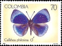 Charles Darwin Butterfly (Callithea philotima)