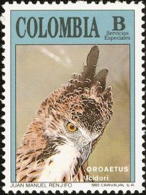 Black-and-chestnut Eagle (Oroaetus isidori)