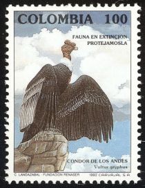 Andean Condor (Vultur gryphus)