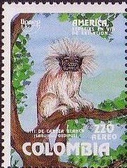 Cotton-top Tamarin (Saguinus oedipus)