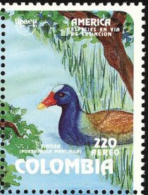 Purple Gallinule (Porphyrula martinica)