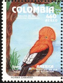 Andean Cock-of-the-rock (Rupicola peruviana)