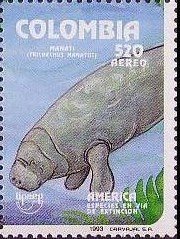 West Indian Manatee (Trichechus manatus)