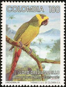 Yellow-eared Parrot (Ognorhynchus icterotis)