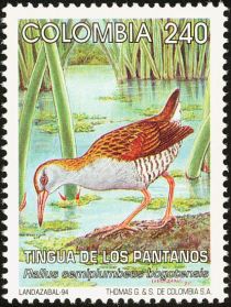 Bogota Rail (Rallus semiplumbeus bogotensis)