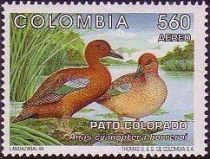 Cinnamon Teal (Anas cyanoptera borreroi)