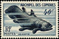 West Indean Ocean Coelacanth (Latimeria chalumnae)