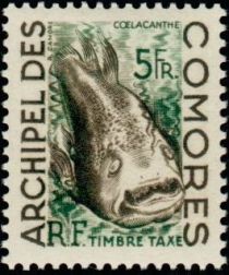 West Indian Ocean Coelacanth (Latimeria chalumnae)