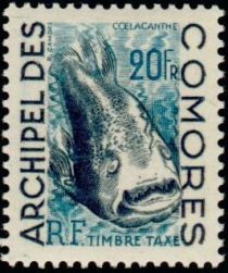 West Indian Ocean Coelacanth (Latimeria chalumnae)