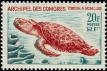 Hawksbill Turtle (Eretmochelys imbricata)