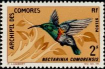 Anjouan Sunbird (Nectarinia comorensis)