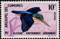 Malagasy Kingfisher (Alcedo vintsioides johannae)