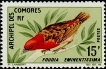 Red-headed Fody (Foudia eminentissima)