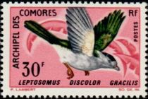 Cuckoo-roller (Leptosomus discolor gracilis)