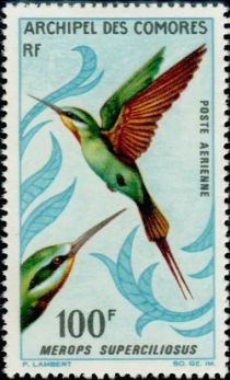 Blue-cheeked Bee-eater (Merops superciliosus)