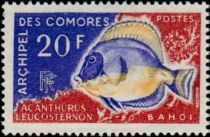 Powder Blue Tang (Acantharus leucosternon)