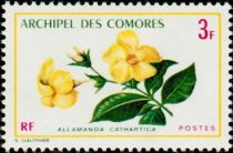 Allamanda cathartica