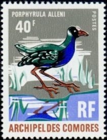 Allen's Gallinule (Porphyrula alleni)