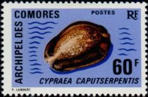 Serpent's-head Cowry (Cypraea caputserpentis)