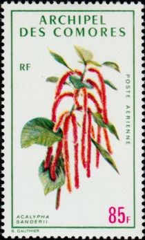 Acalypha sanderii