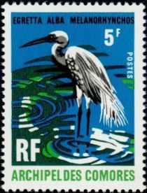 Great Egret (Egretta alba melanorhynchos)